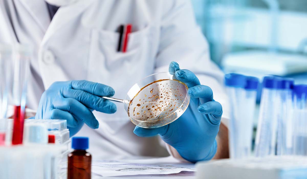 Lab technician in blue gloves examining a petri dish